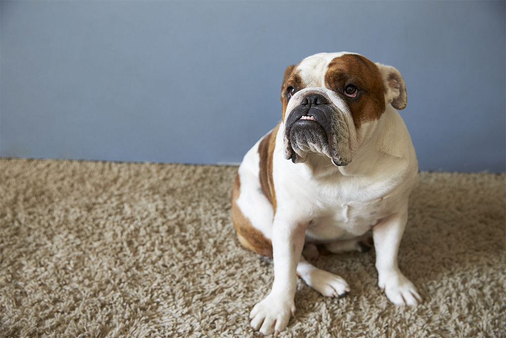 Pet British Bulldog Sitting On Carpet